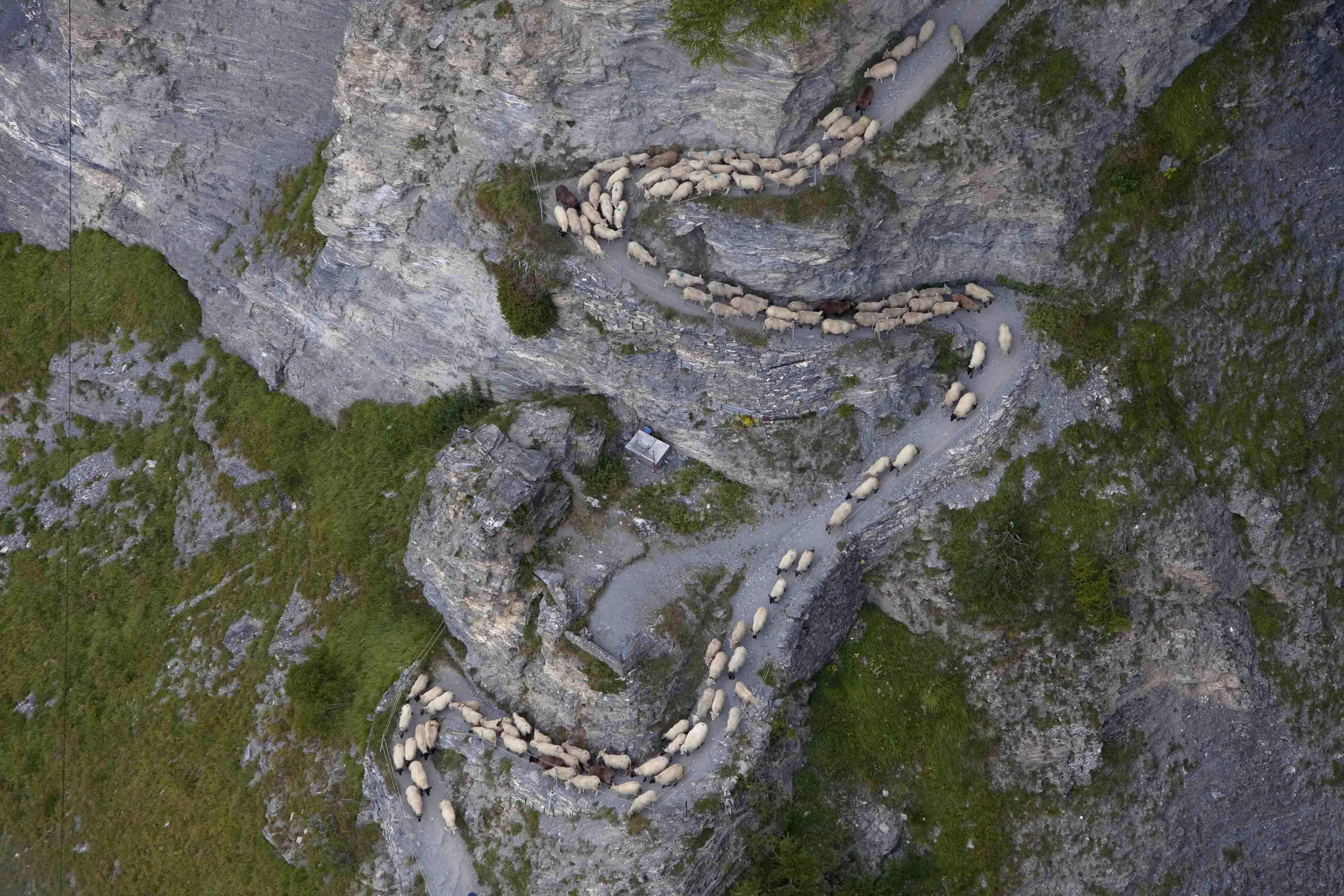 Gemmi Sheep Procession Gemmi-Leukerbad