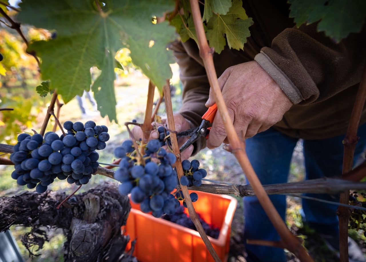 Hommage aux Vendanges