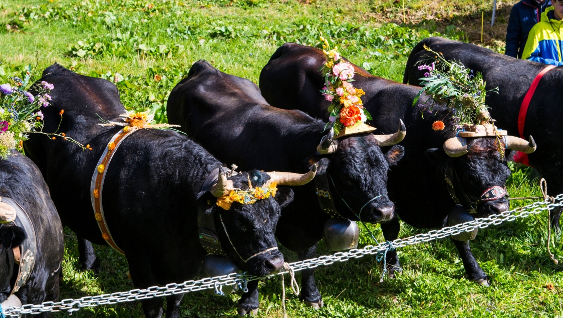 Cows descent from the Alpine Pastures