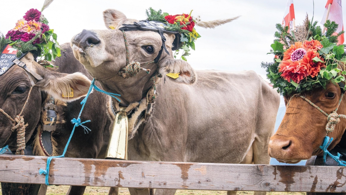 Alpine cattle drive Flimserstein